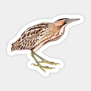 Eurasian Bittern Sticker